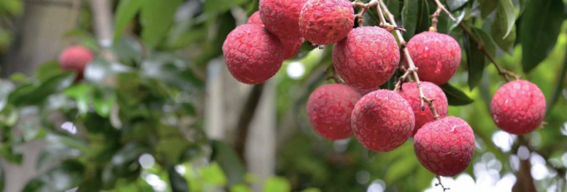 Agricultural Products For Fruit & Vegetable