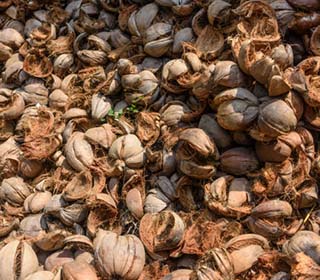 Biamoss to  Pyrolysis