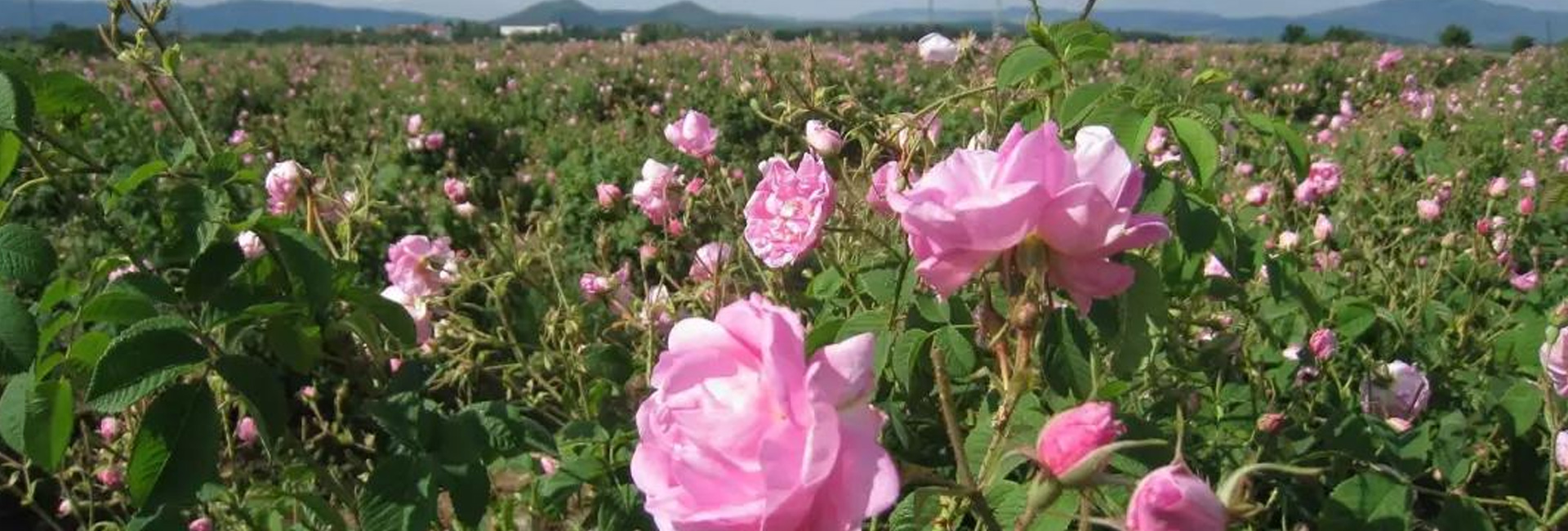 Drying Flowers for Tea